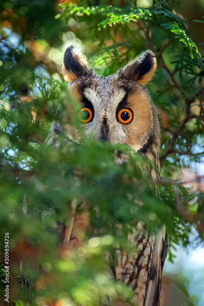 长耳猫头鹰坐在树枝上看着镜头