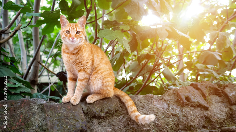 可爱的红发猫坐在石头上看着镜头，特写