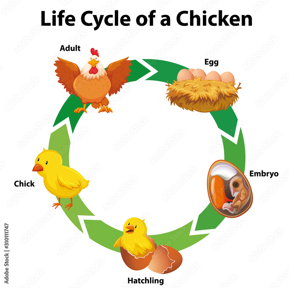 Diagram showing life cycle of chicken