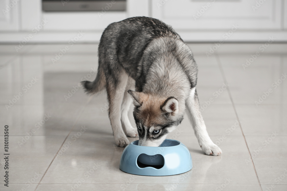 有趣的哈士奇小狗在厨房用碗吃饭
