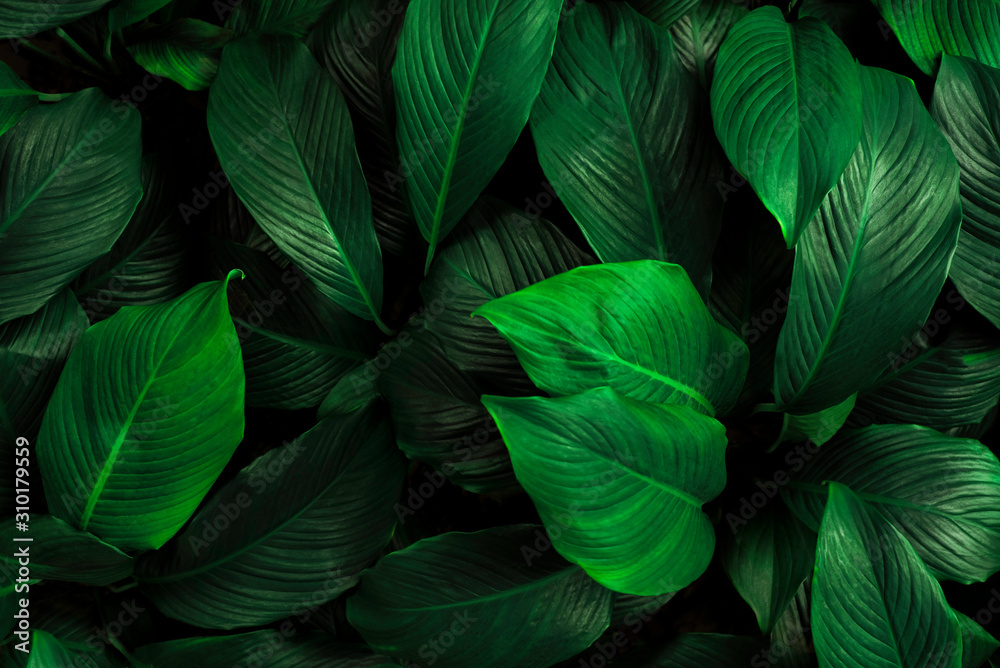 加拿大鸡血藤的叶子，抽象的绿色纹理，自然背景，热带叶子