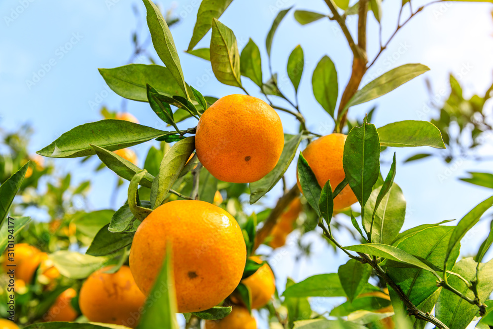 橘子园里的成熟橘子
