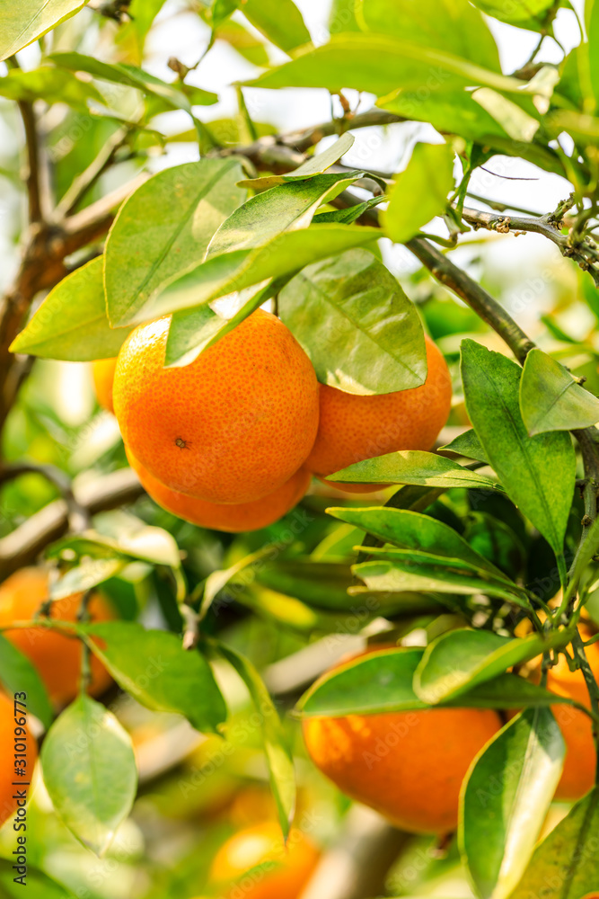 橘园里的成熟橘子