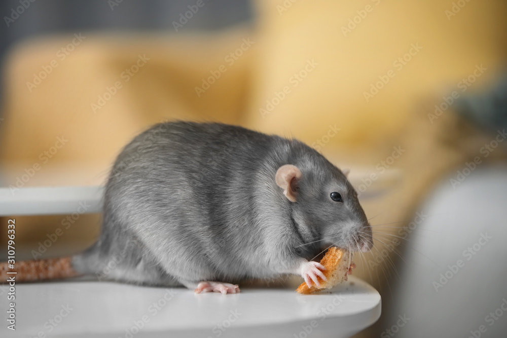 可爱的老鼠在餐桌上吃美味的零食