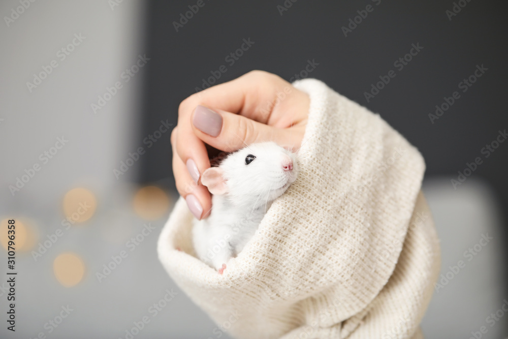 可爱的老鼠坐在袖子里，特写
