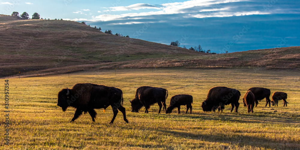被称为水牛的美洲野牛，卡斯特州立公园