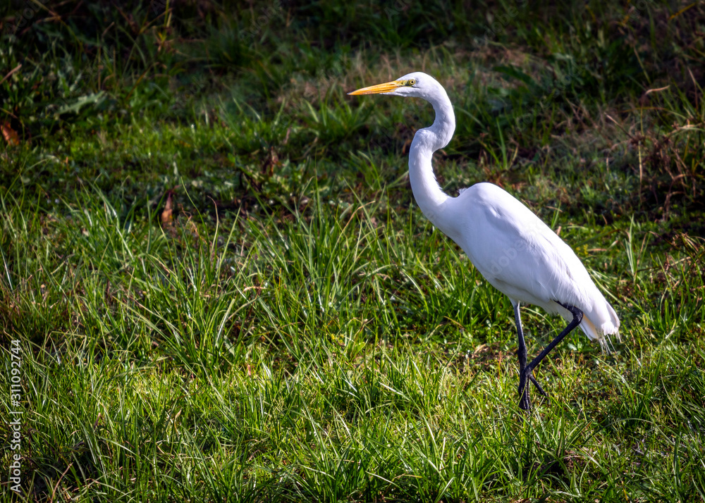Great White Egret in the grass!