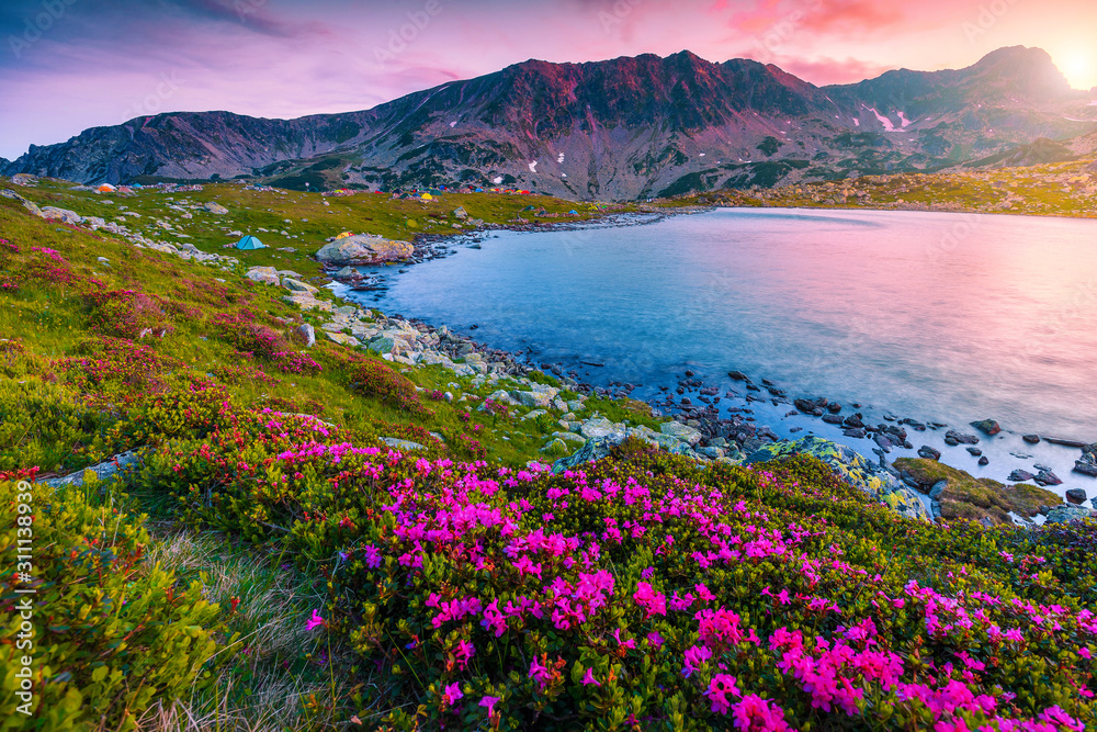 日落时的粉色杜鹃花和Bucura湖，Retezat山脉