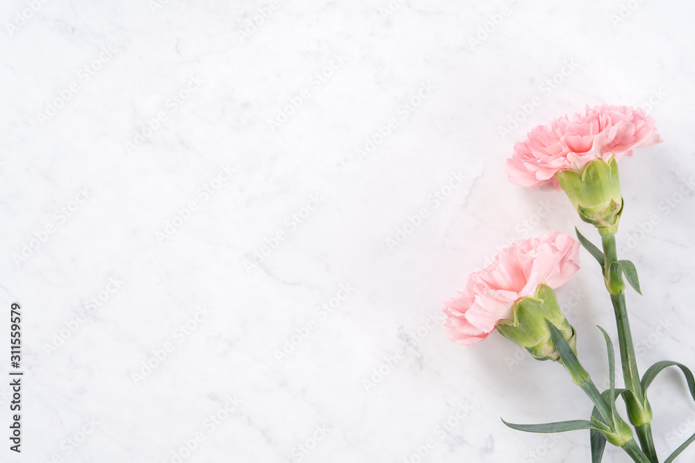 美丽优雅的粉色康乃馨花，明亮的白色大理石桌子背景，Mothe的概念