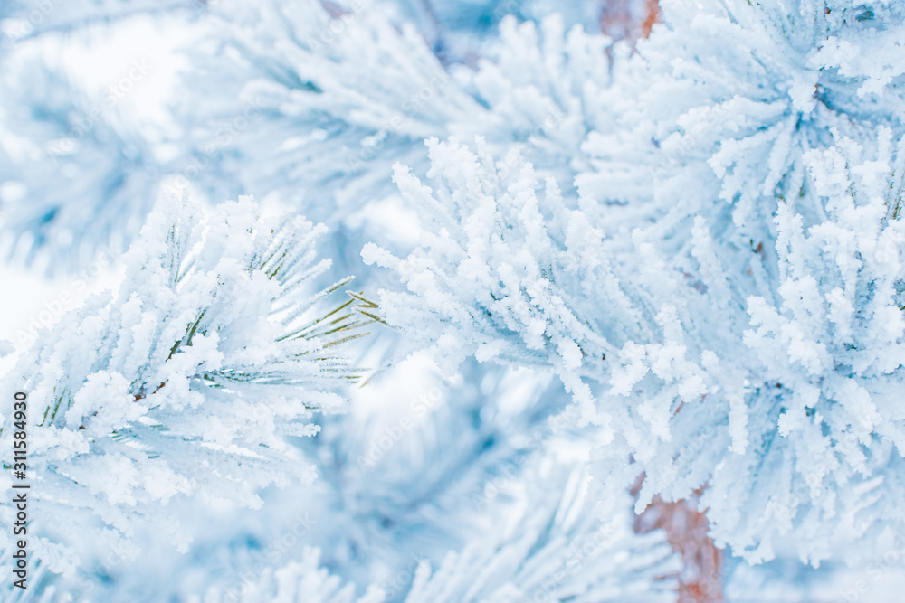 白霜中云杉树枝的冬季圣诞节背景
