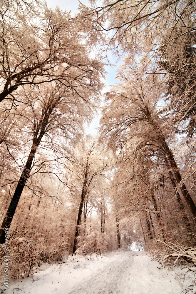 冬季冰雪覆盖的森林步道，色彩怡人