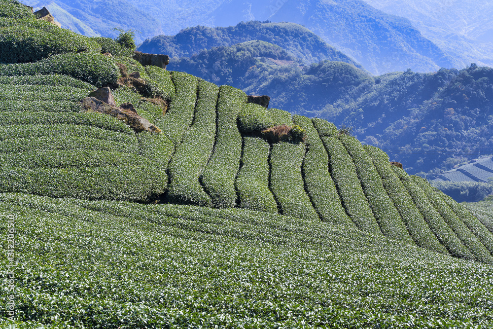 美丽的茶园鳞次栉比，蓝天白云，茶产品的设计理念
