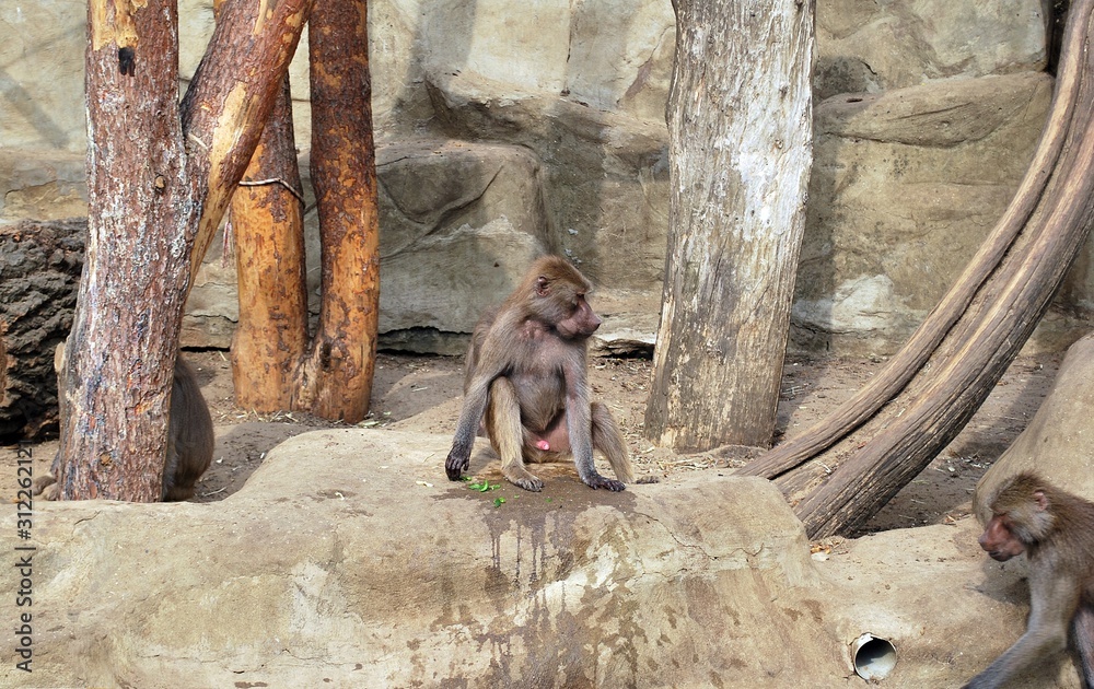一只猴子在动物园的T台上