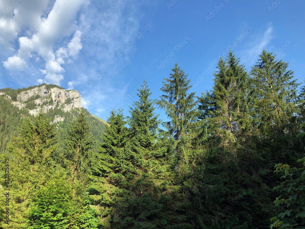 Mixed forests and trees in the Sihltal valley and by the artifical Lake Sihlsee, Studen - Canton of 