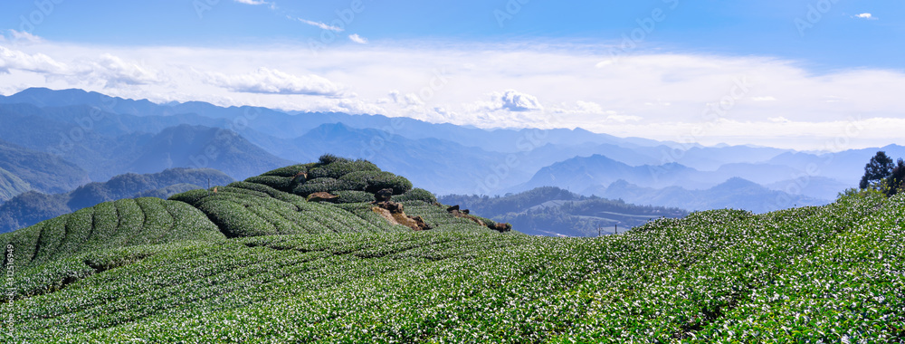 美丽的绿茶作物园，蓝天白云，清新茶叶的设计理念