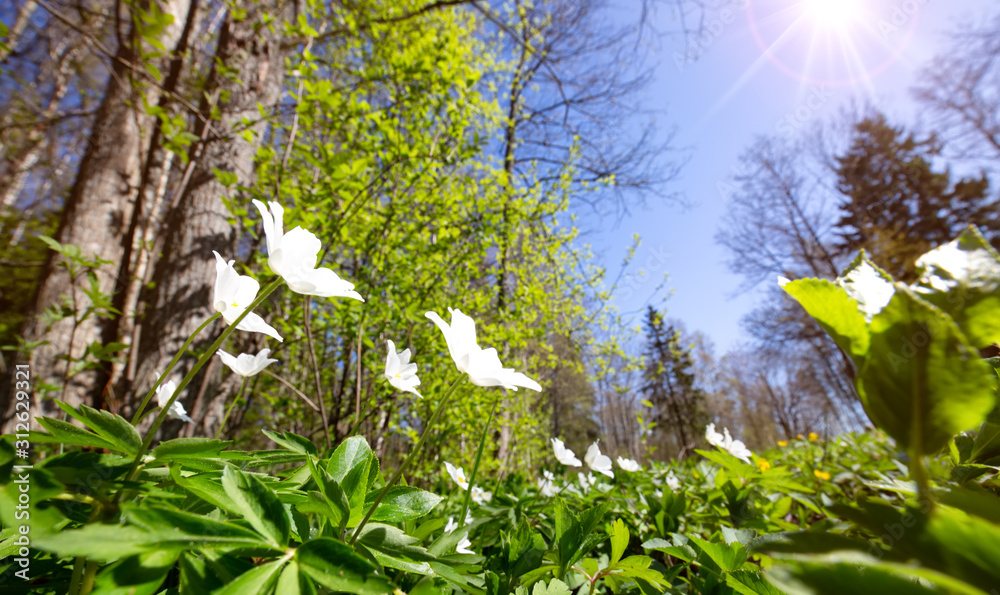 有春天花朵的木头阳光明媚的日子里有很多白色春天花朵的木材