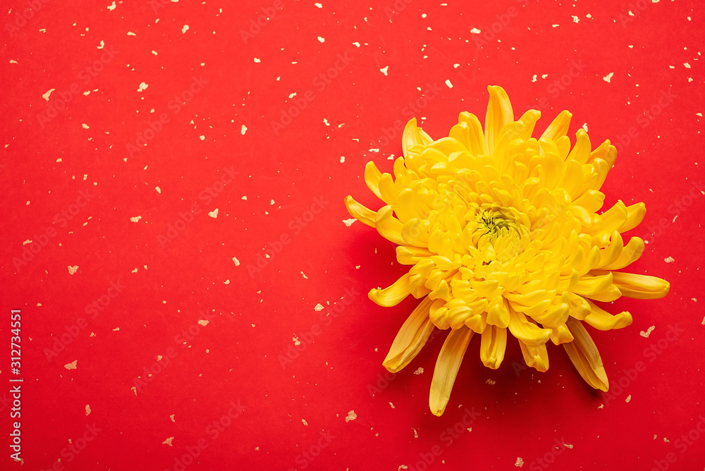 美丽的金黄色菊花洒在红纸上