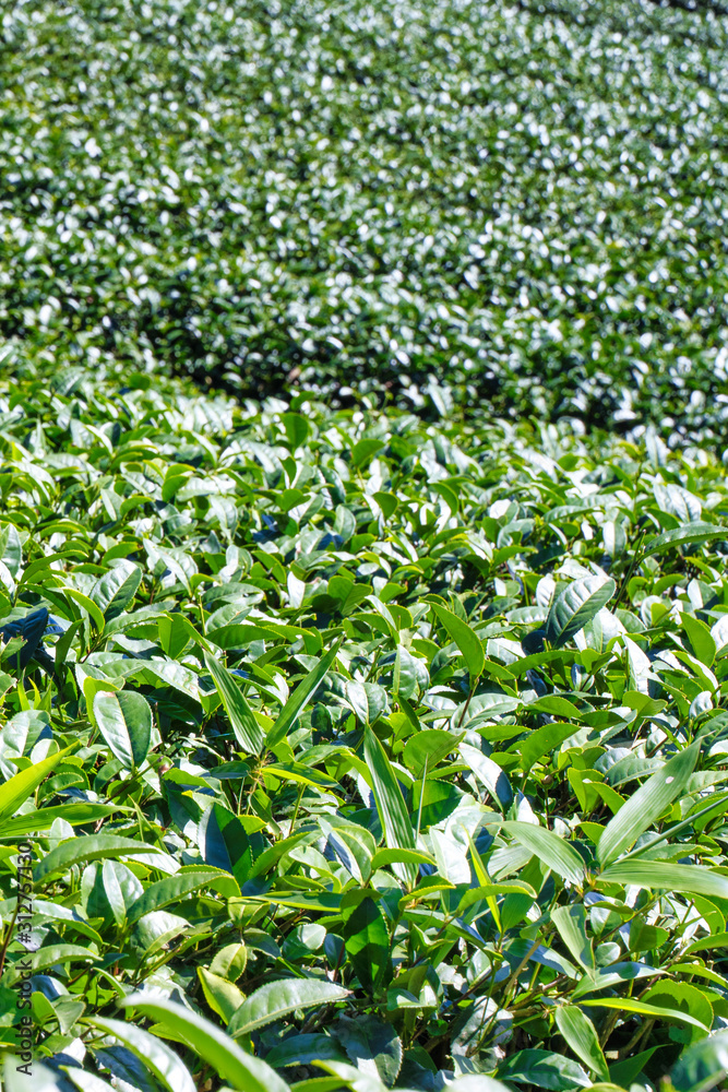 美丽的绿茶作物园，蓝天白云，清新的茶叶设计理念