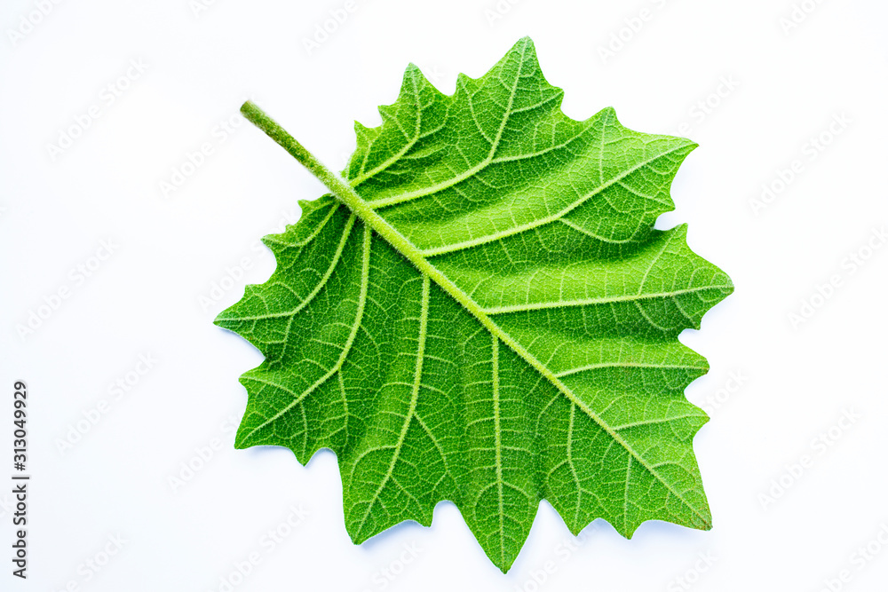 Green leaves with white hair isolated on a white background, eggplant leaves.