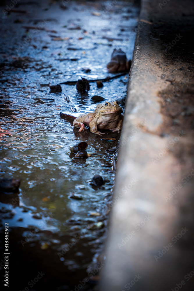 蟾蜍站在水泥地上。寻找呼吸的空气