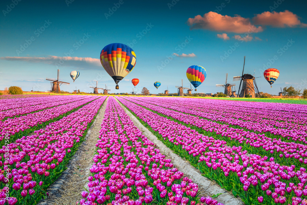 荷兰有风车和热气球的粉红色郁金香田