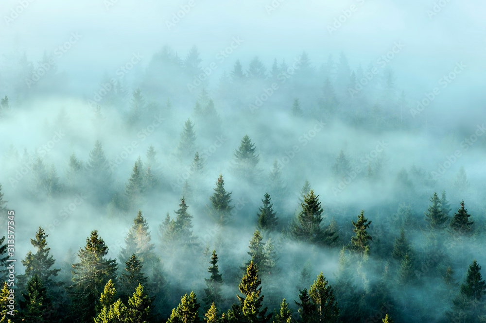 雾蒙蒙的山上有冷杉林。晨光中有雾蒙蒙的树。