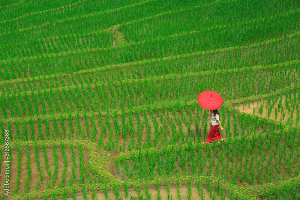 一名年轻女子打着红色雨伞，在巴邦邦村的绿色水稻梯田里放松。