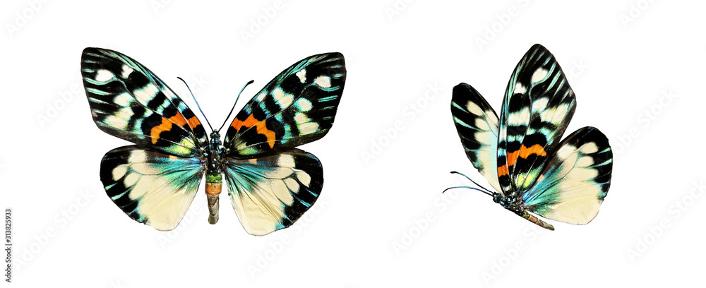 两只美丽的五颜六色的热带蝴蝶展开翅膀飞翔