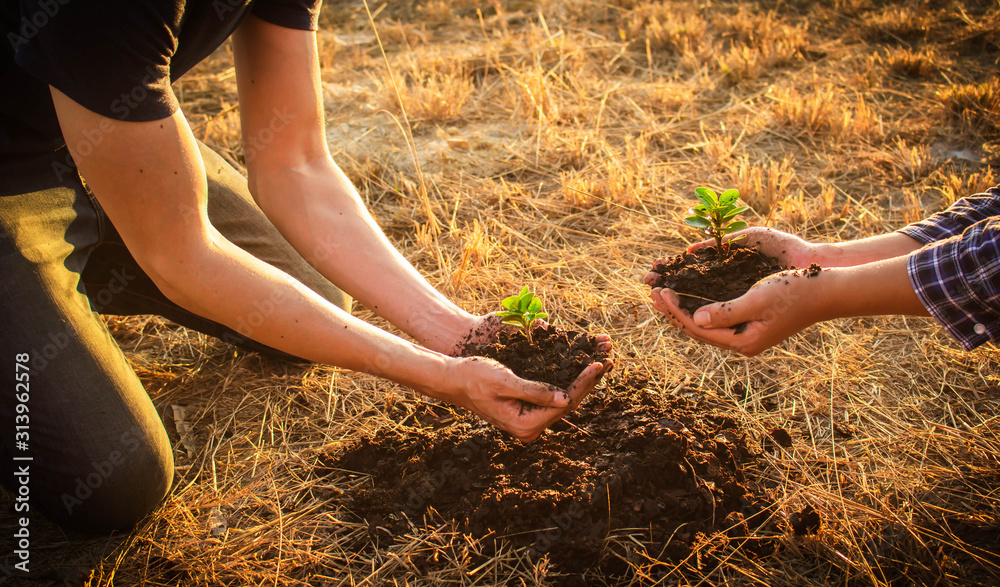 夫妇双手抱着一棵小树，将植物种植到花园的土壤中，作为拯救世界的概念，n