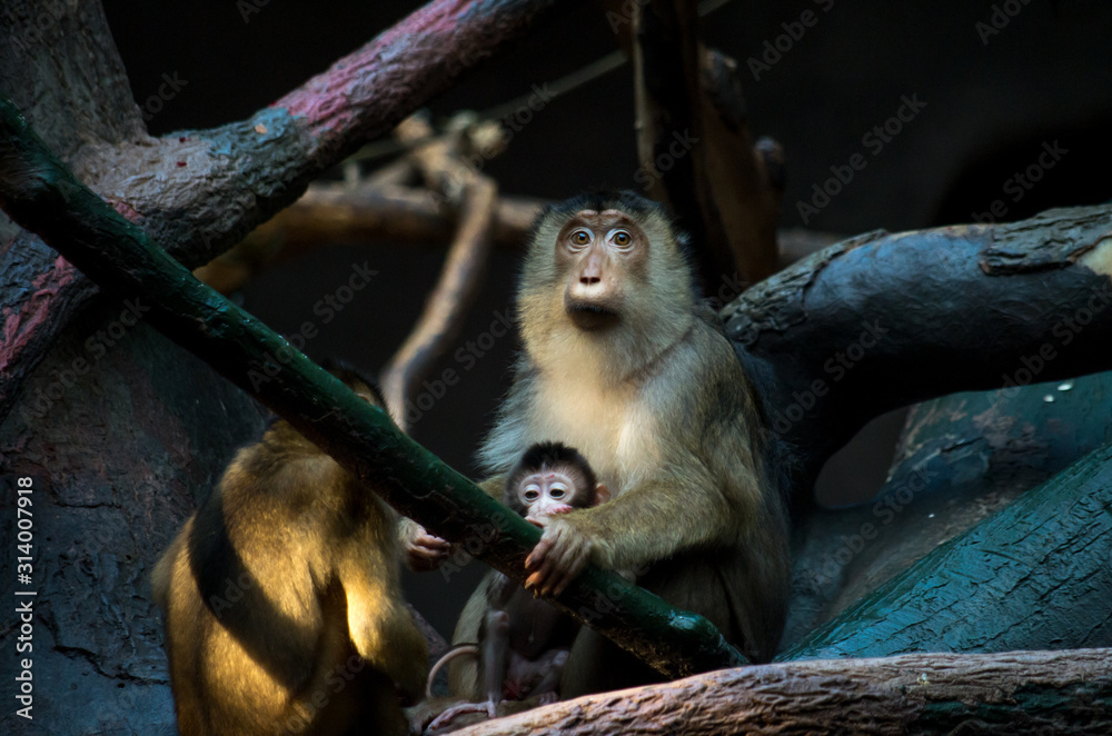 The southern pig-tailed macaque (Macaca nemestrina)