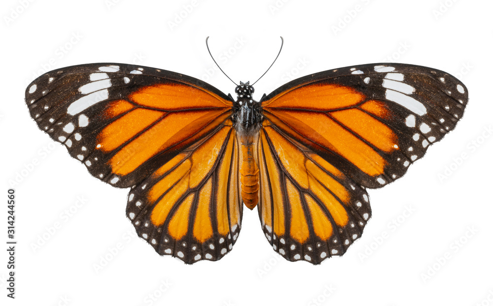 白色背景下孤立的蝴蝶宏观图，Danaus chrysippus，俯视图