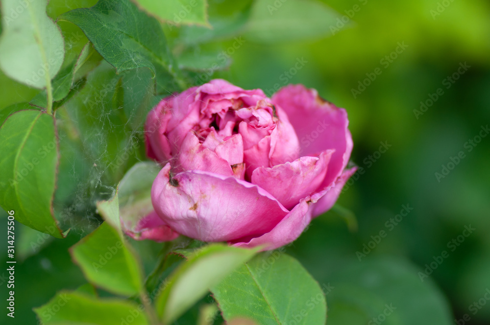 带蜘蛛网的花园中心的粉红玫瑰