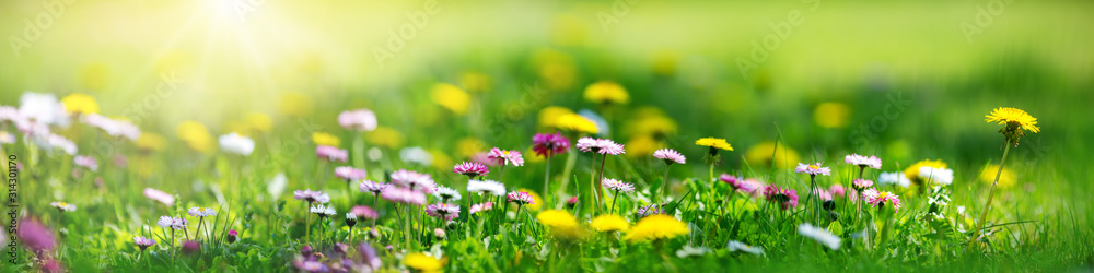 在阳光明媚的日子里，草地上有很多白色和粉色的春天雏菊和黄色的蒲公英