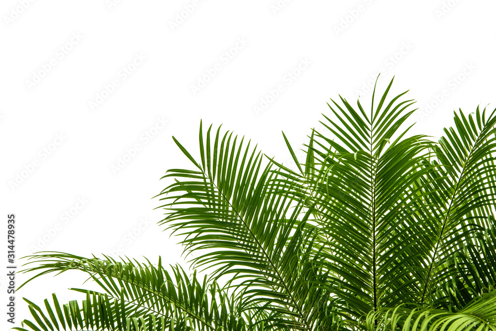 概念纹理树叶抽象的绿色自然背景热带树叶椰子隔离在白色ba上
