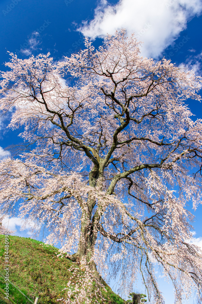 【春イメージ】桜と青空