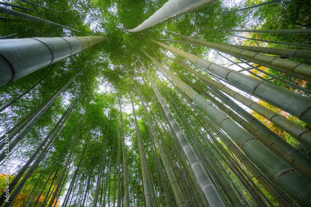 日本京都荒山公园竹林