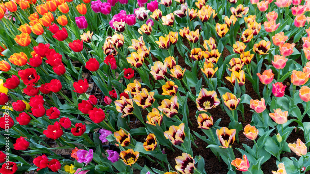 Beautiful Colorful tulips in garden nature in spring,beautiful nature background.