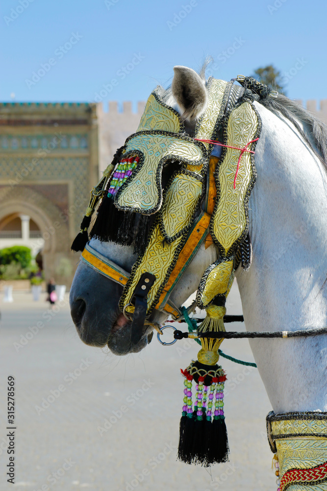 carriage horse at the médina of  Meknes -Morocco 