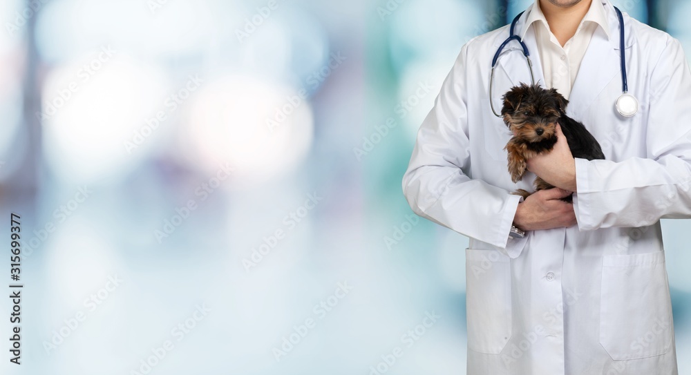幼犬和一名雄性兽医