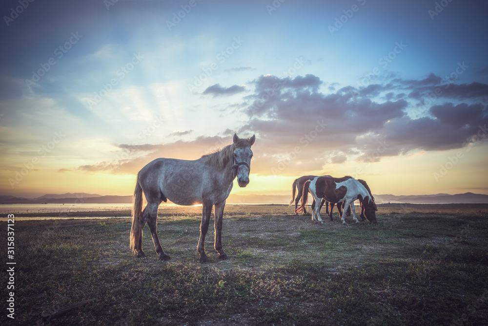 田野草地上的马，带有噪音和柔和的焦点复古色调