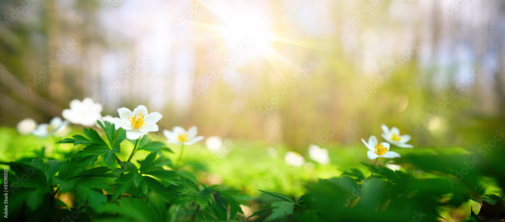 美丽的银莲花在春天的森林中绽放，在大自然的阳光下特写。春天适合