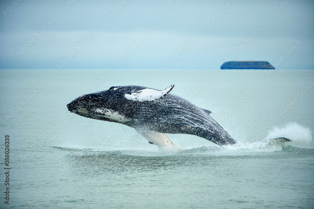 座头鲸（Megaptera novaeangliae）在冰岛Husavik市附近闯入。