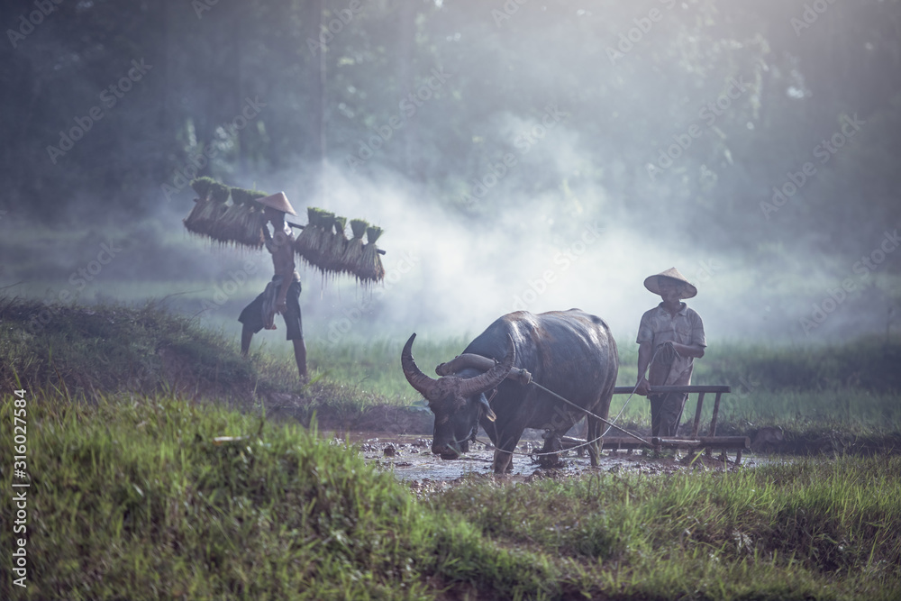 农民用水牛犁稻田，亚洲人在雨天用水牛犁水稻