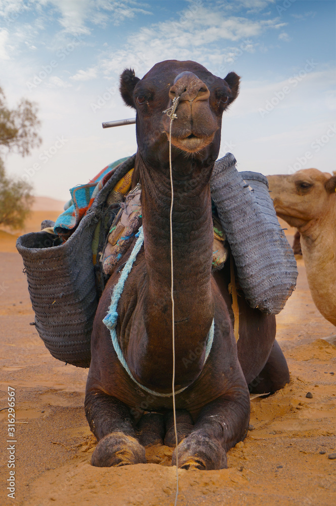 摩洛哥撒哈拉沙漠中的骆驼大篷车
