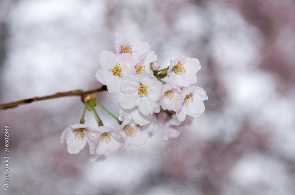 日本の春イメージ。さくらの開花。