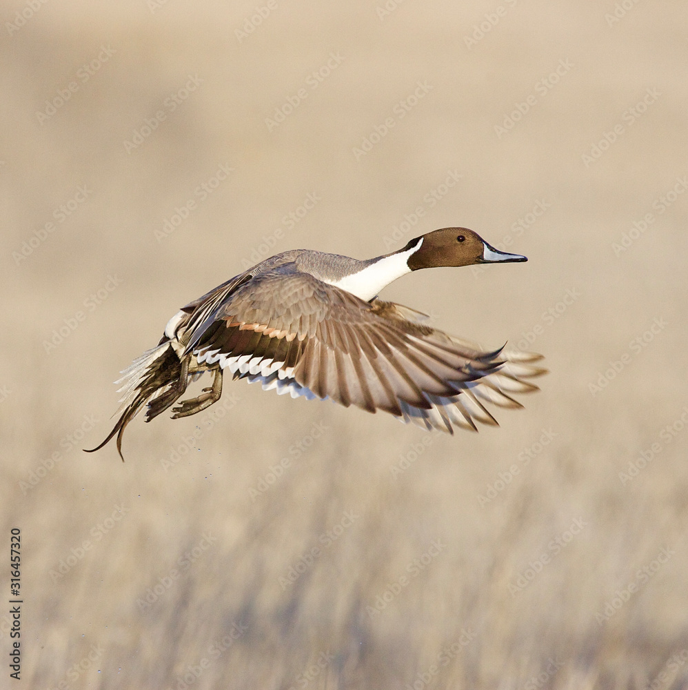 一只美丽的小尾鸭飞越湿地栖息地