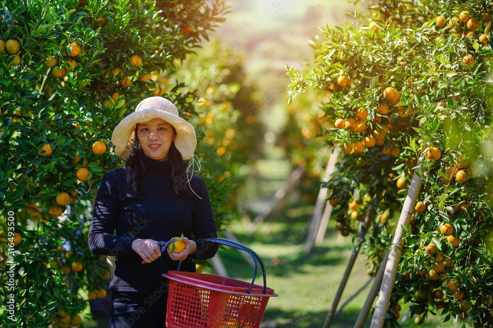 亚洲女农民采摘精心成熟的女人在果园里采摘成熟的橙子