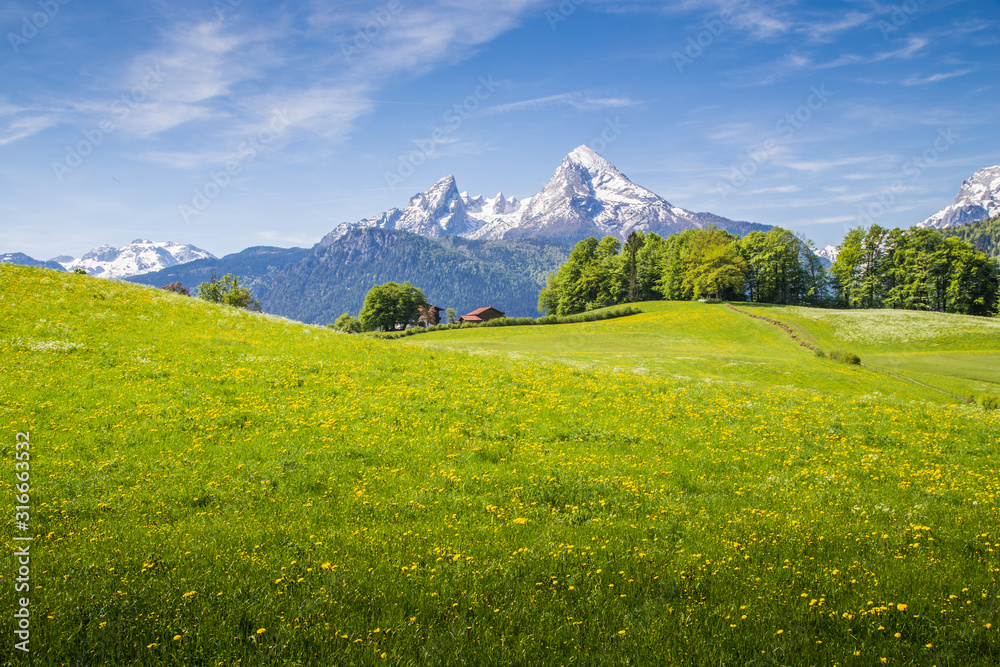 阿尔卑斯山的田园风光，春天有盛开的草地和白雪覆盖的山峰