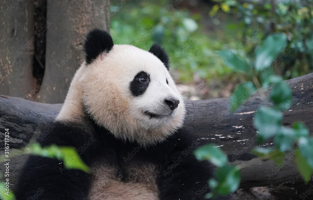 大熊猫吃竹子，野生动物。