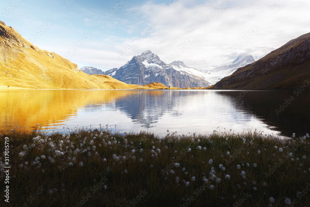 瑞士阿尔卑斯山脉的巴查尔普西湖风景如画。前景是盛开的白花。